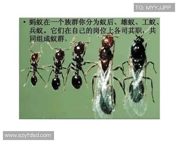 深圳篮球队的崛起之路：揭秘他们背后的训练与团队精神